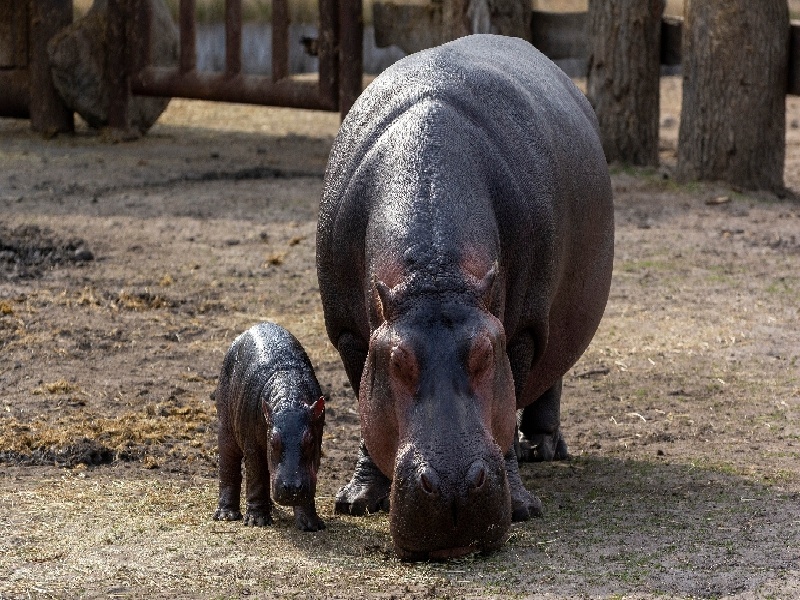 试管卵子4.5个(西北妇女试管价格)
